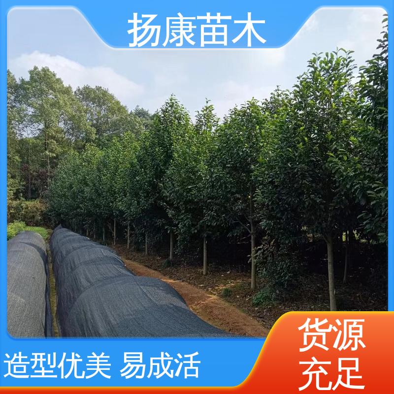 扬康苗木 基地供应 云 南 乐 昌合笑 园林绿化专用树 高端大气美观