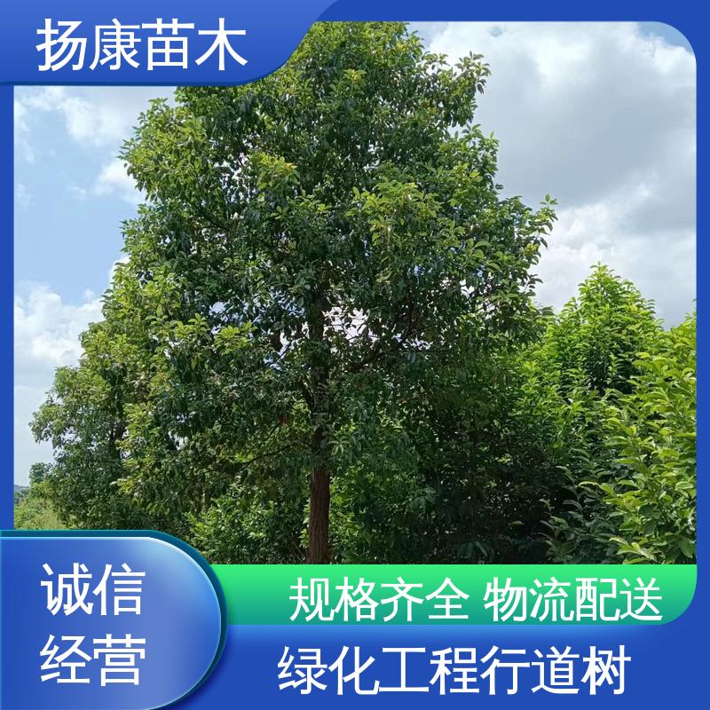 扬康苗木 基地供应 全冠香樟 城市景观绿化树 观赏价值高