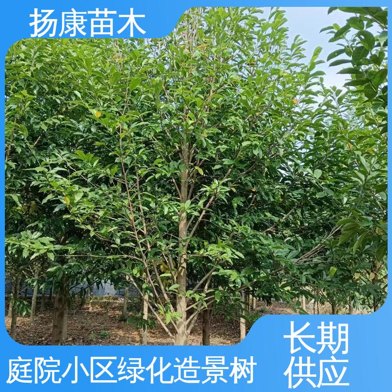 扬康苗木 四 川乐 昌含笑 绿化工程专用苗 高端大气美观