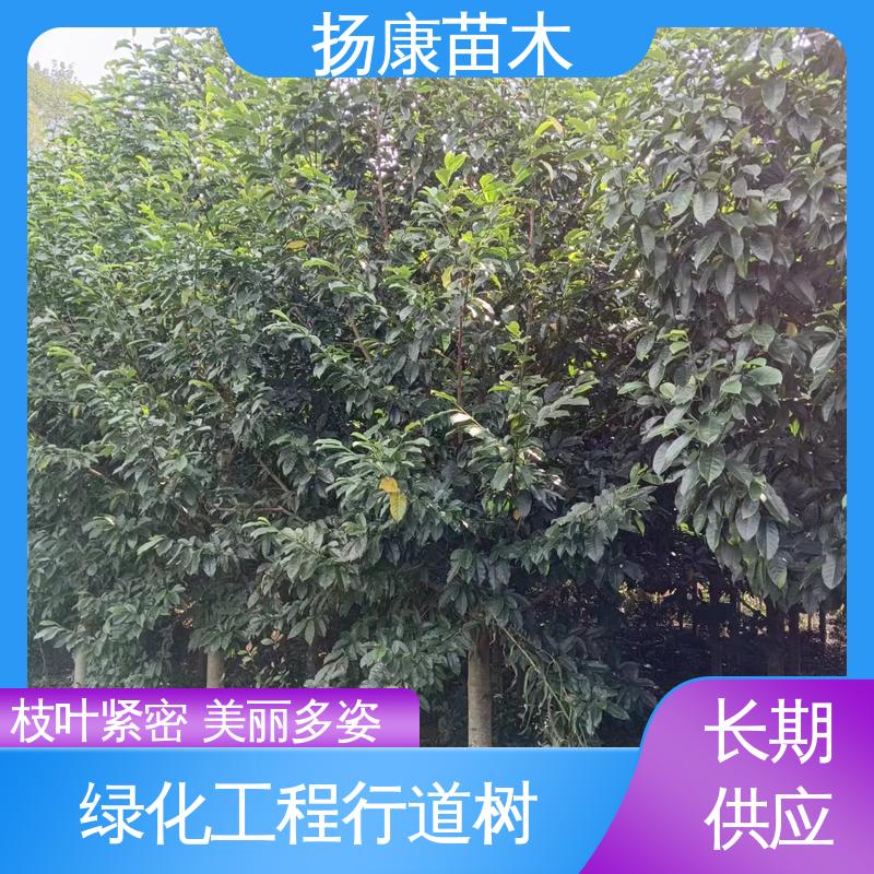 扬康苗木 20公分乐 昌合笑 绿化工程行道树 适用性强 规格齐全
