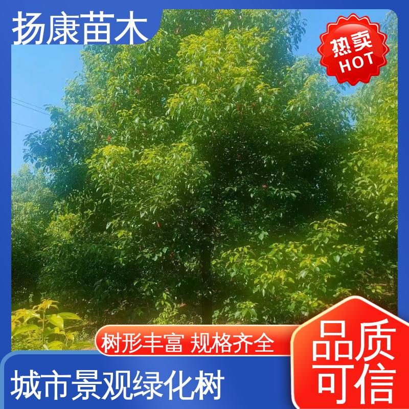 扬康苗木 全冠香樟 绿化工程行道树 树形丰富 成活率高