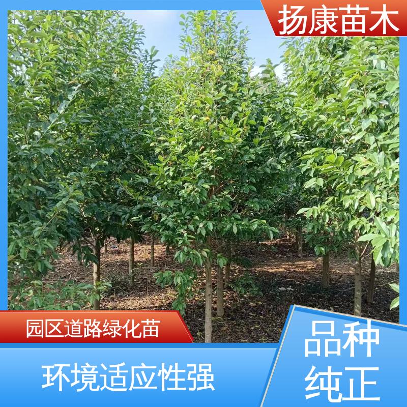 扬康苗木 湖 南 乐 昌含笑 园林庭院造景植物 精致美丽 易成活