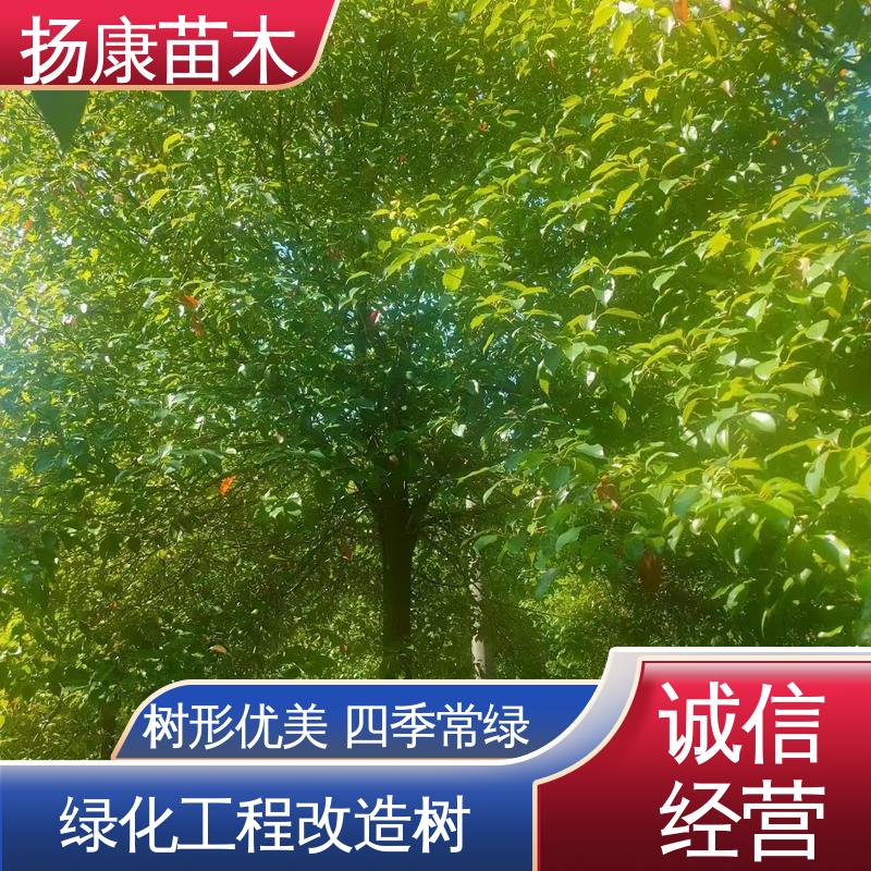 扬康苗木 截杆移植香樟 绿化工程改造苗 环境适应性强
