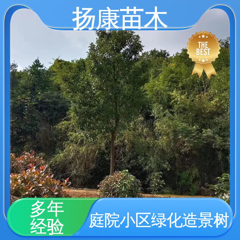 扬康苗木 15公分平 昌含笑 园林绿化工程设计 树形丰富 成活率高