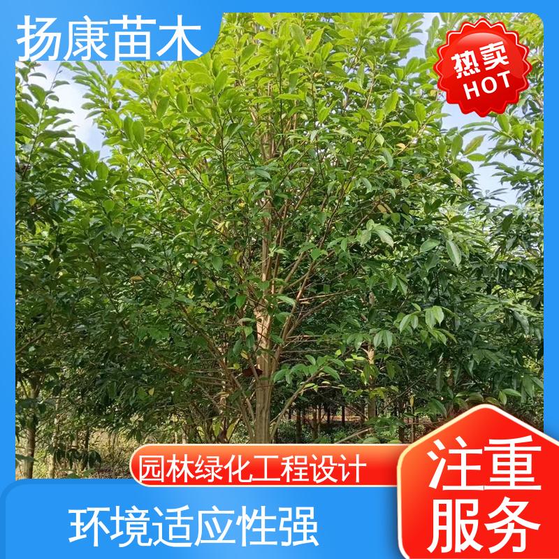 扬康苗木 精品乐 昌含笑 绿化工程专用苗 树形丰富 成活率高