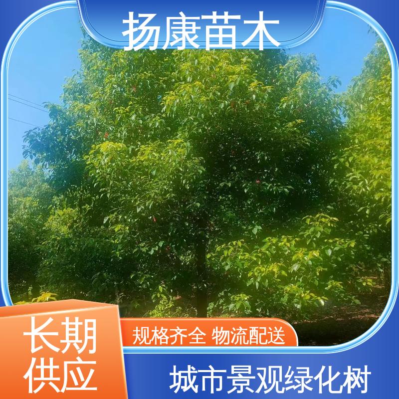 扬康苗木 基地供应 18公分香樟 城市景观绿化树 观赏价值高
