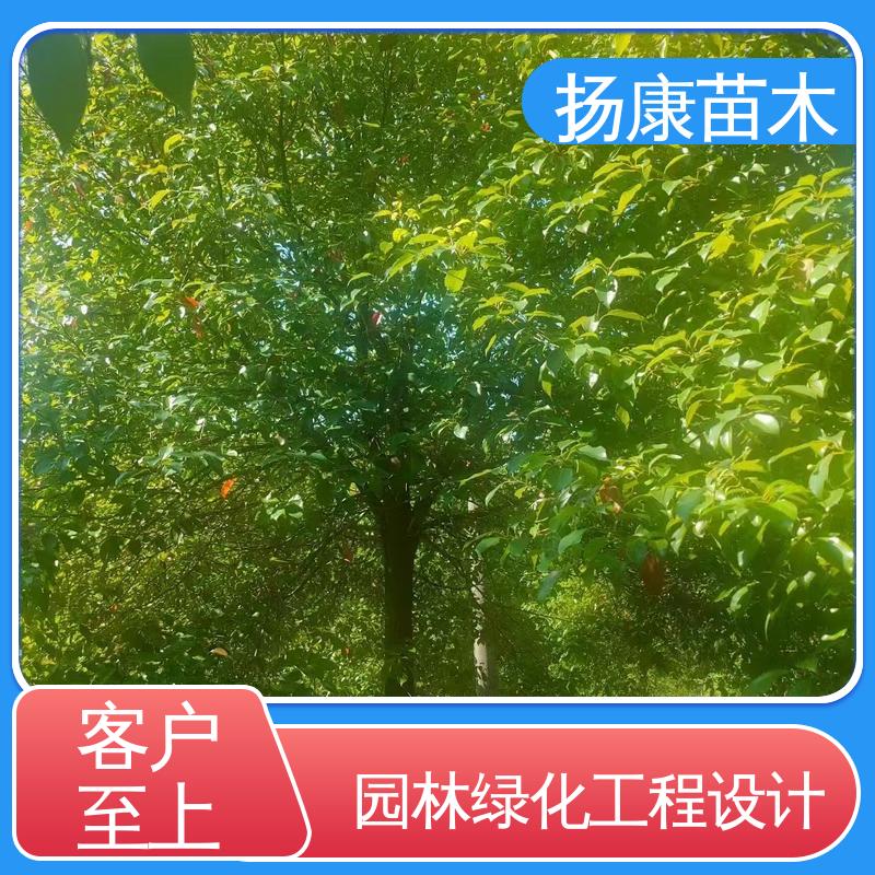 扬康苗木 基地供应 20公分乐 昌合笑 绿化工程专用苗 观赏价值高