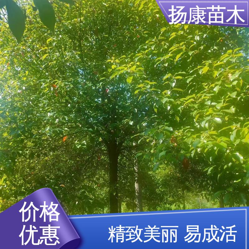 扬康苗木 湖 南香樟 园林绿化工程设计 适用性强 规格齐全