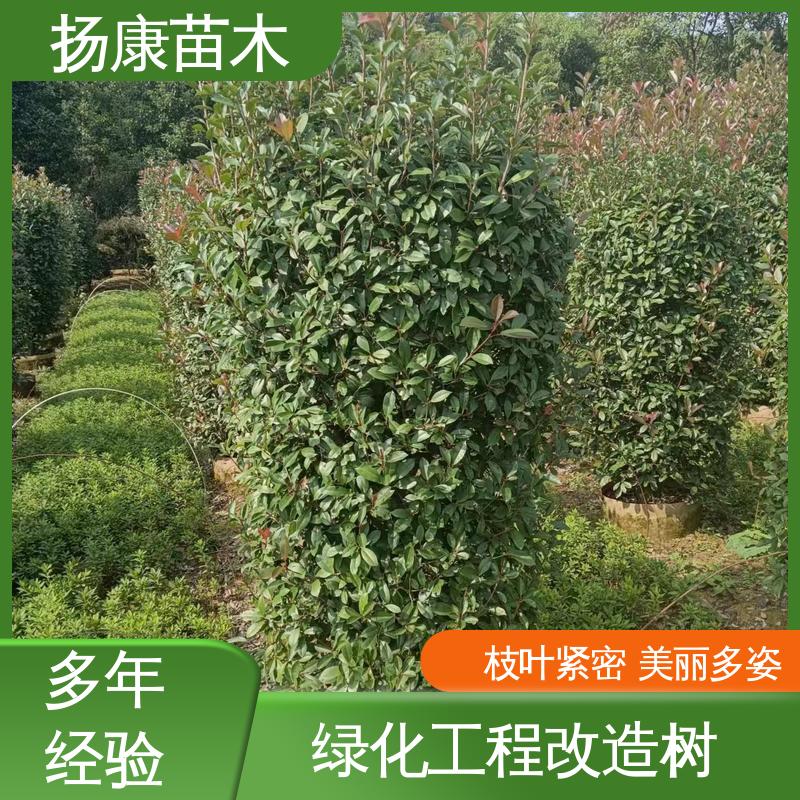 扬康苗木 红叶石楠 道路绿化行道苗 树形丰富 成活率高