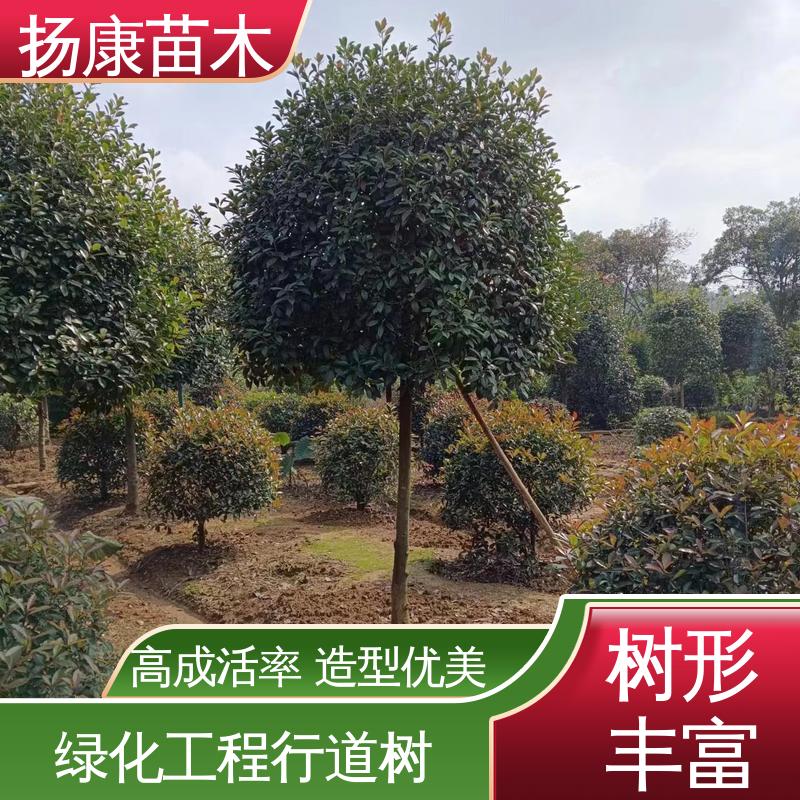 扬康苗木 小楠 园林景区栽植 适用性强 规格齐全