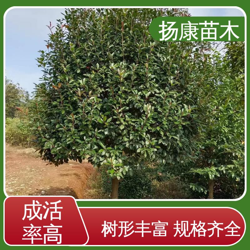 扬康苗木 红叶石楠球 绿化工程行道树 造型优美 易成活