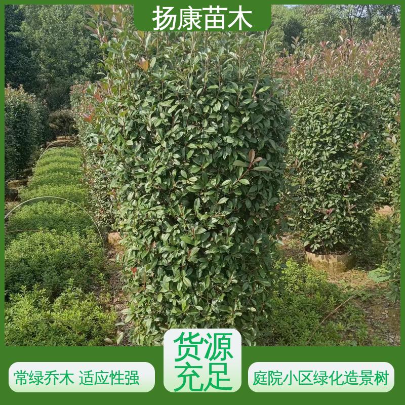 扬康苗木 基地供应 红叶石楠树 园林绿化专用树 观赏价值高