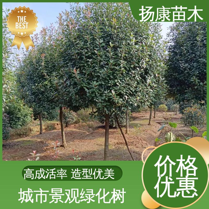 扬康苗木 红叶南栓 绿化工程专用苗 适用性强 规格齐全