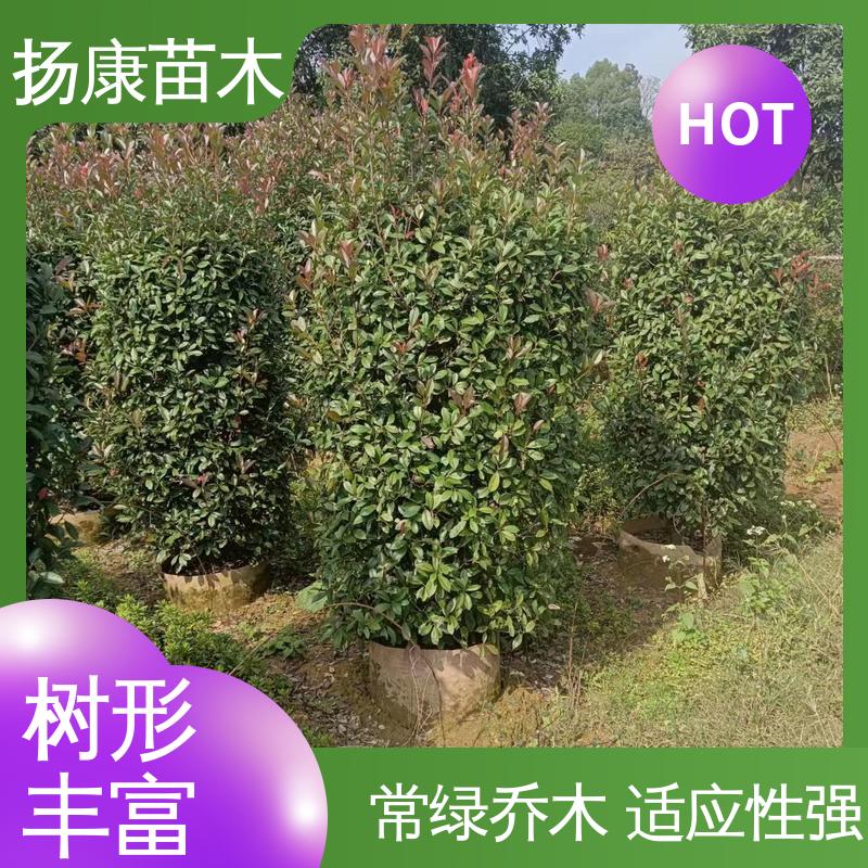 扬康苗木 红叶南栓 城市景观绿化树 高端大气美观
