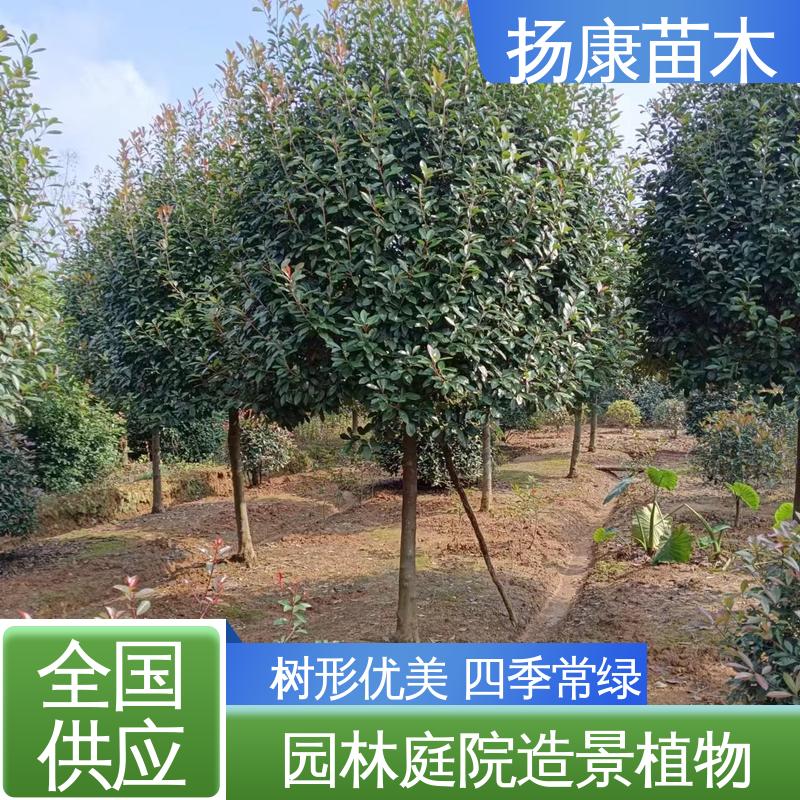扬康苗木 红叶石楠球 园林绿化工程设计 高端大气美观