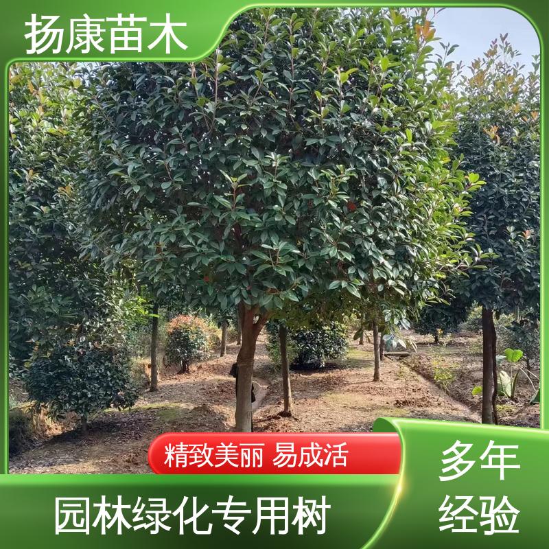 扬康苗木 红叶南栓 绿化工程行道树 枝叶紧密 美丽多姿