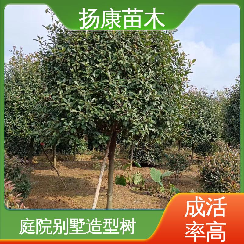 扬康苗木 基地供应 纸石楠球 园林景区栽植 观赏价值高