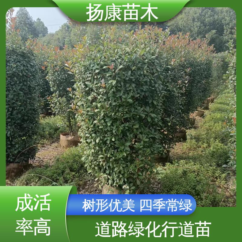 扬康苗木 基地供应 红叶石楠球 绿化工程专用苗 高端大气美观