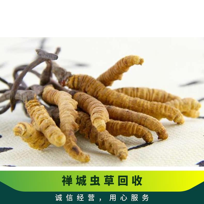 禅城虫草回收商家 长期上门回收散装虫草 2500条虫草回收价格行情