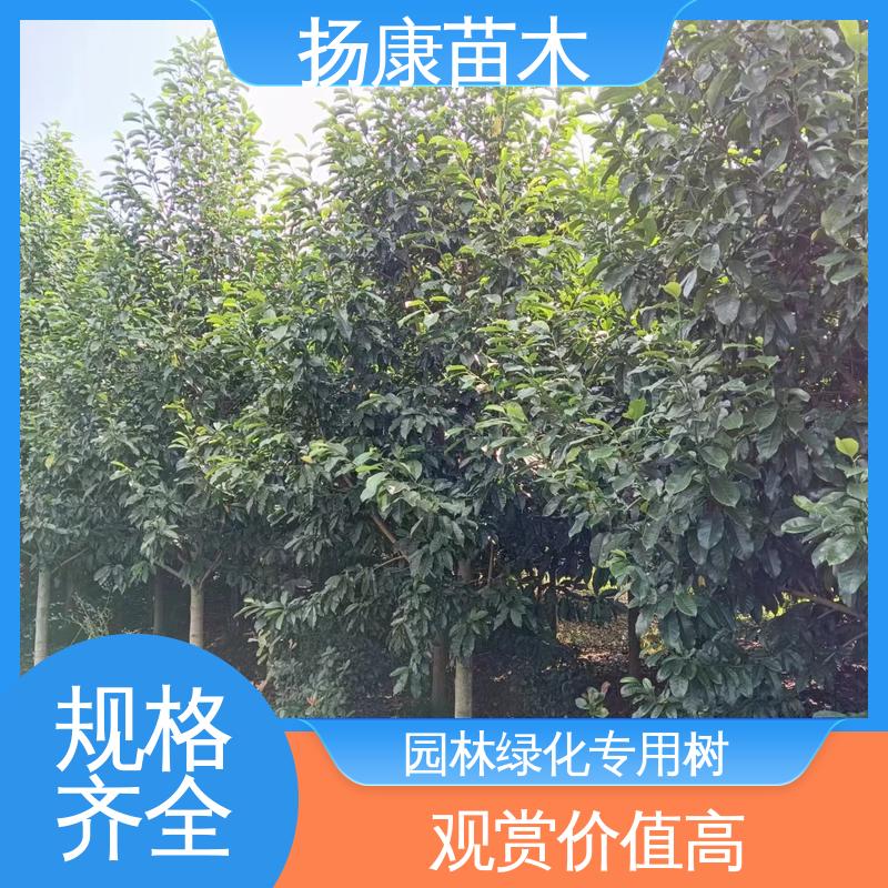 扬康苗木 基地供应 浙 江乐 昌含笑 园林绿化工程设计 适用性强 规格齐全