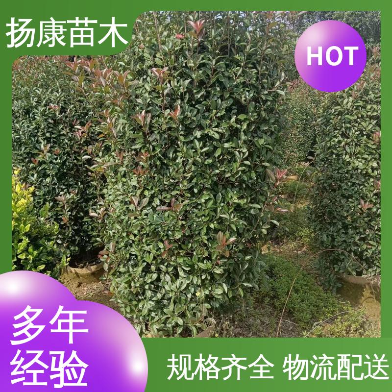 扬康苗木 基地供应 红叶石楠 园林景区栽植 观赏价值高