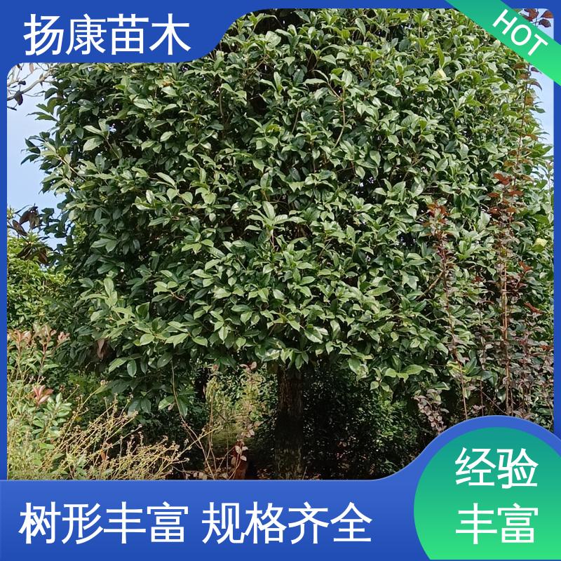 扬康苗木 18公分香樟 园林庭院造景植物 观赏价值高