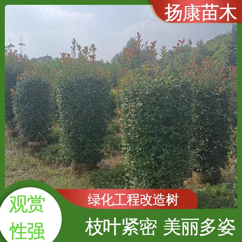 扬康苗木 红叶石楠树 园林绿化工程设计 适用性强 规格齐全