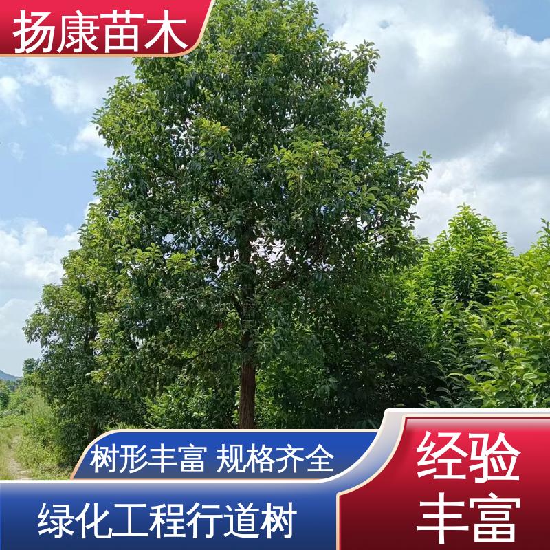 扬康苗木 18公分香樟 绿化工程专用苗 适用性强 规格齐全