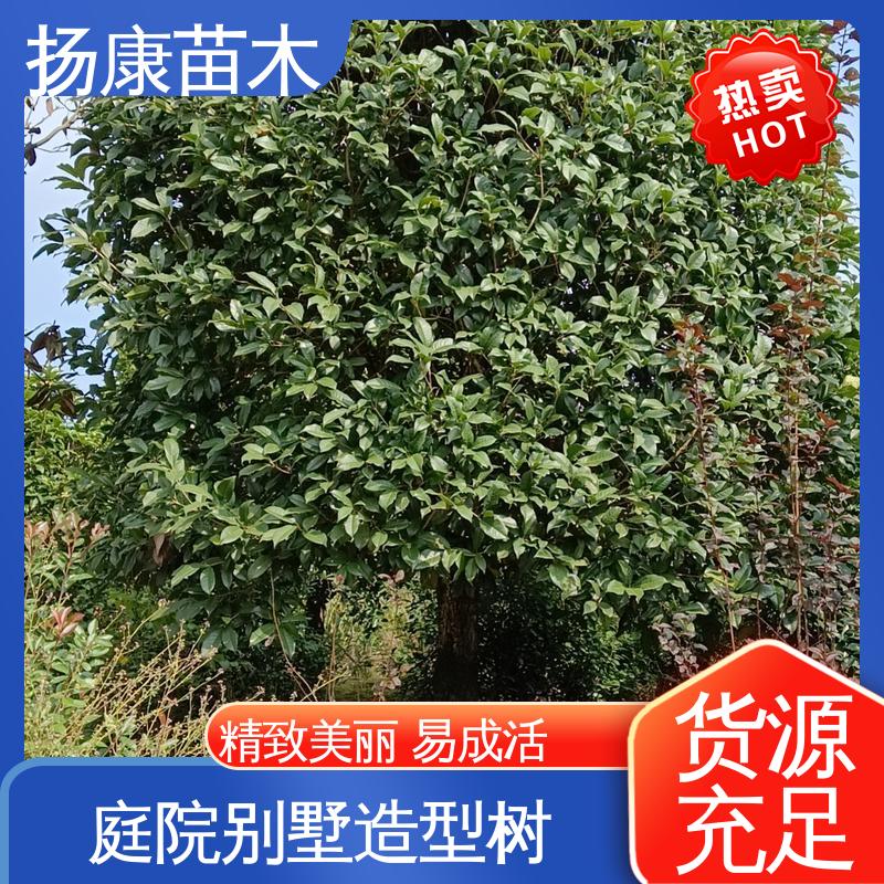 扬康苗木 移植香樟 城市景观绿化树 精致美丽 易成活