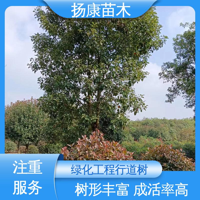 扬康苗木 精品乐 昌含笑 庭院小区绿化造景树 高成活率 规格齐全