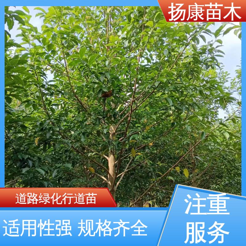扬康苗木 基地供应 四 川乐 昌含笑 道路绿化行道苗 环境适应性强