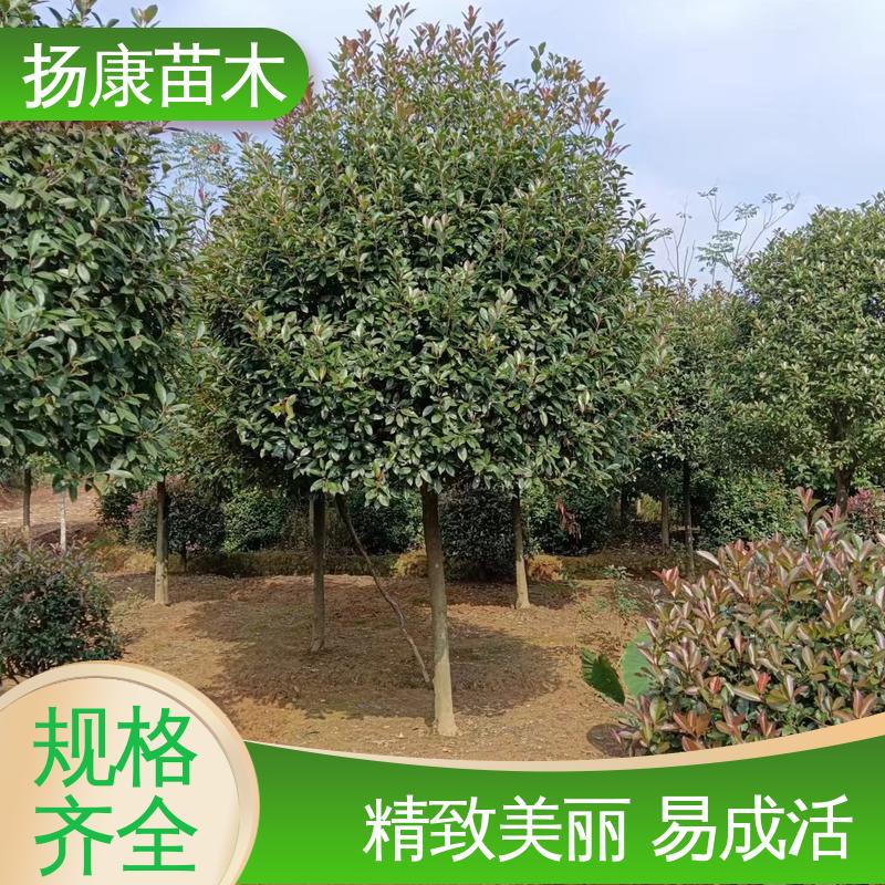 扬康苗木 基地供应 纸石楠球 园林绿化专用树 高成活率 规格齐全
