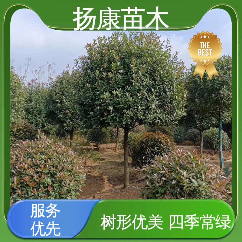 扬康苗木 红叶南栓 园林绿化工程设计 造型优美 易成活