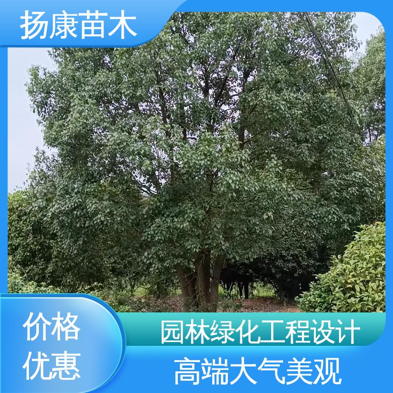 扬康苗木 精品乐 昌含笑 城市景观绿化树 精致美丽 易成活