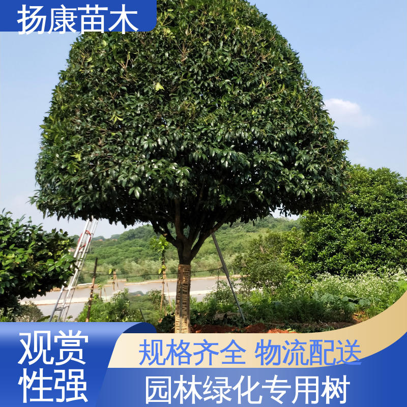 扬康苗木 基地供应 18公分香樟 绿化工程行道树 枝叶紧密 美丽多姿