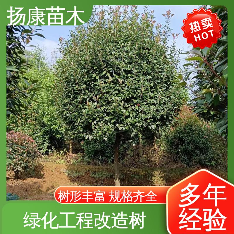 扬康苗木 红叶石楠 道路绿化行道苗 精致美丽 易成活