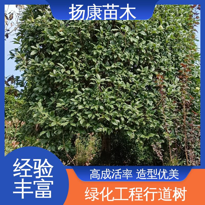 扬康苗木 基地供应 湖 南香樟 园林景区栽植 环境适应性强
