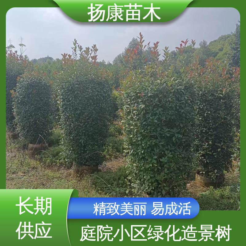 扬康苗木 基地供应 红叶石楠树 庭院小区绿化造景树 适用性强 规格齐全