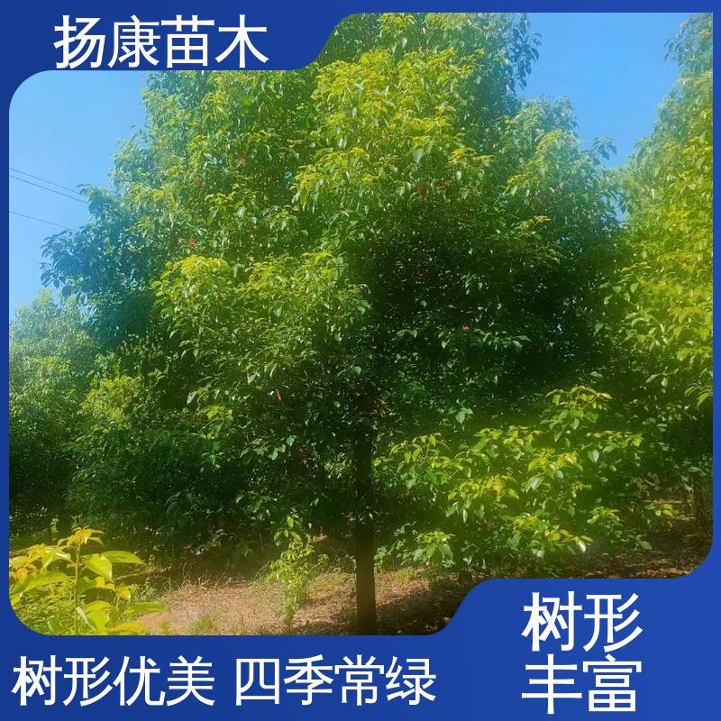 扬康苗木 20公分香樟 园区道路绿化苗 高端大气美观
