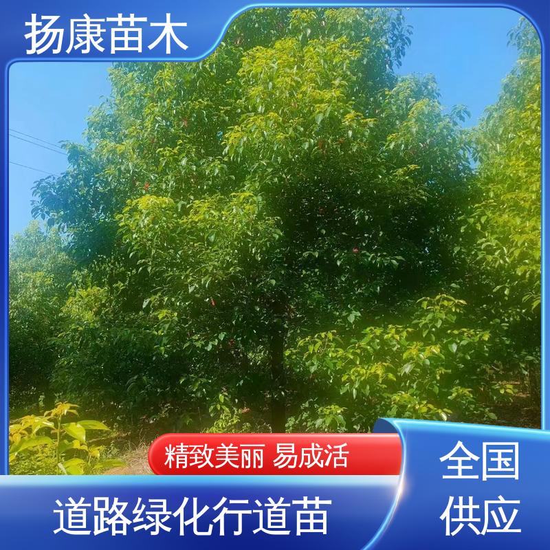 扬康苗木 18公分香樟 绿化工程改造苗 造型优美 易成活