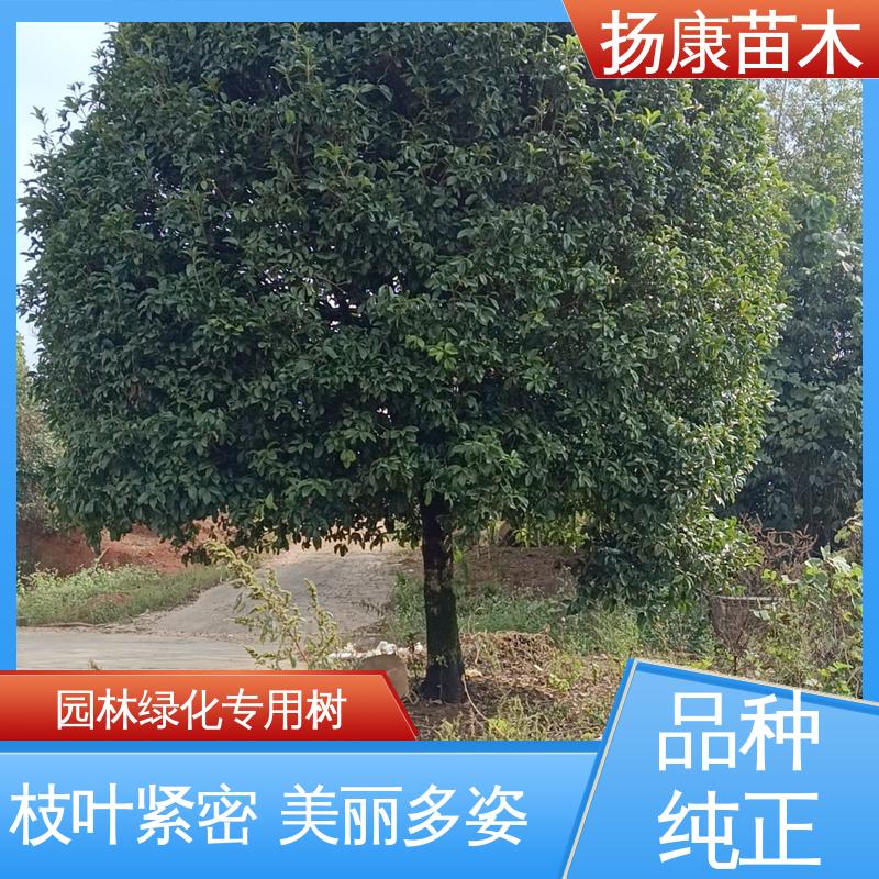 扬康苗木 基地供应 乐 昌含笑 道路绿化行道苗 枝叶紧密 美丽多姿