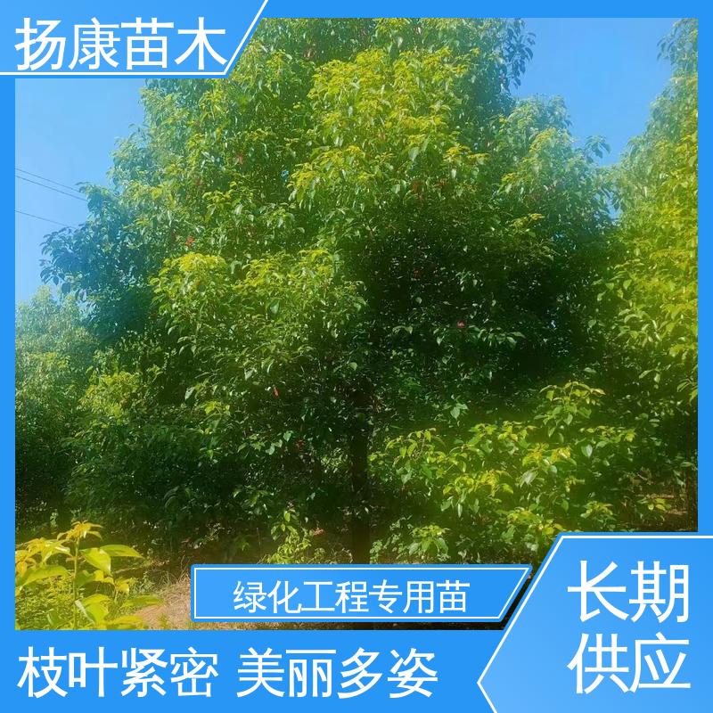 扬康苗木 基地供应 浙 江乐 昌含笑 园区道路绿化苗 高成活率 规格齐全