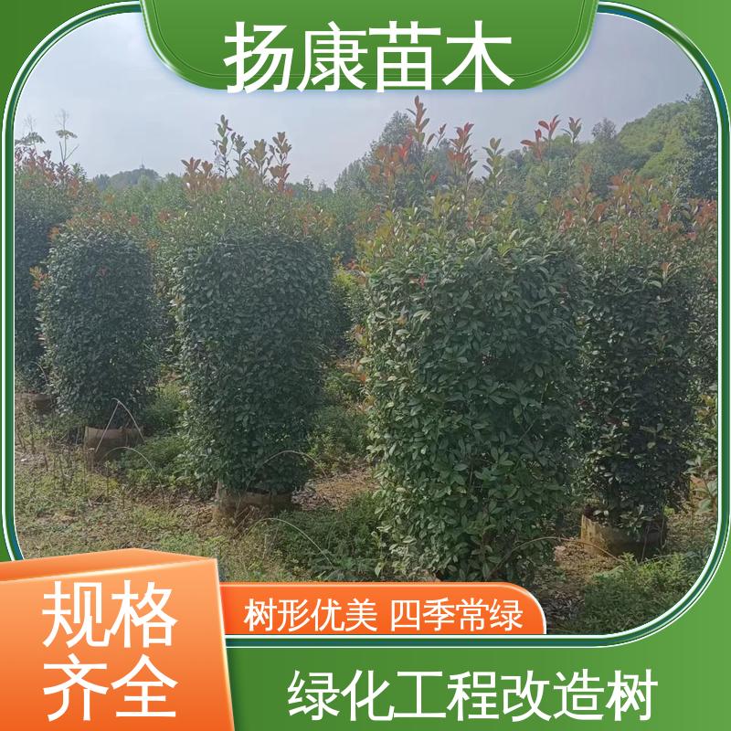 扬康苗木 基地供应 红叶南栓 道路绿化行道苗 适用性强 规格齐全