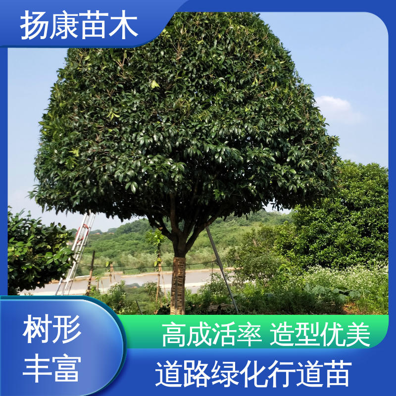 扬康苗木 丛生香樟苗 城市景观绿化树 造型优美 易成活