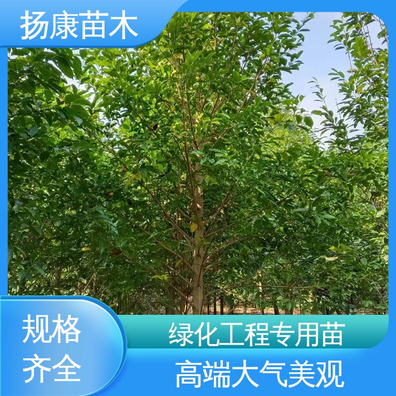 扬康苗木 四 川乐 昌含笑 新农村市政绿化工程改造苗 精致美丽 易成活