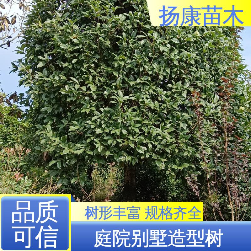 扬康苗木 30公分香樟 园林景区栽植 观赏价值高