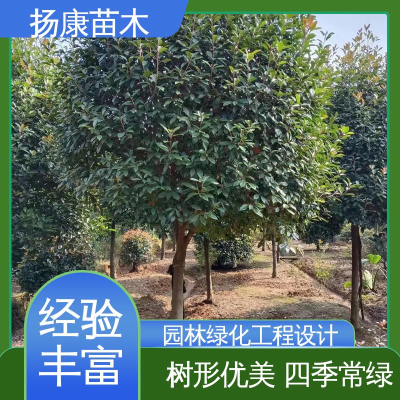 扬康苗木 基地供应 纸石楠球 园林庭院造景植物 高成活率 规格齐全