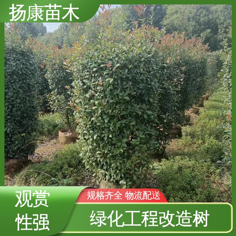 扬康苗木 基地供应 红叶石楠 园林庭院造景植物 环境适应性强