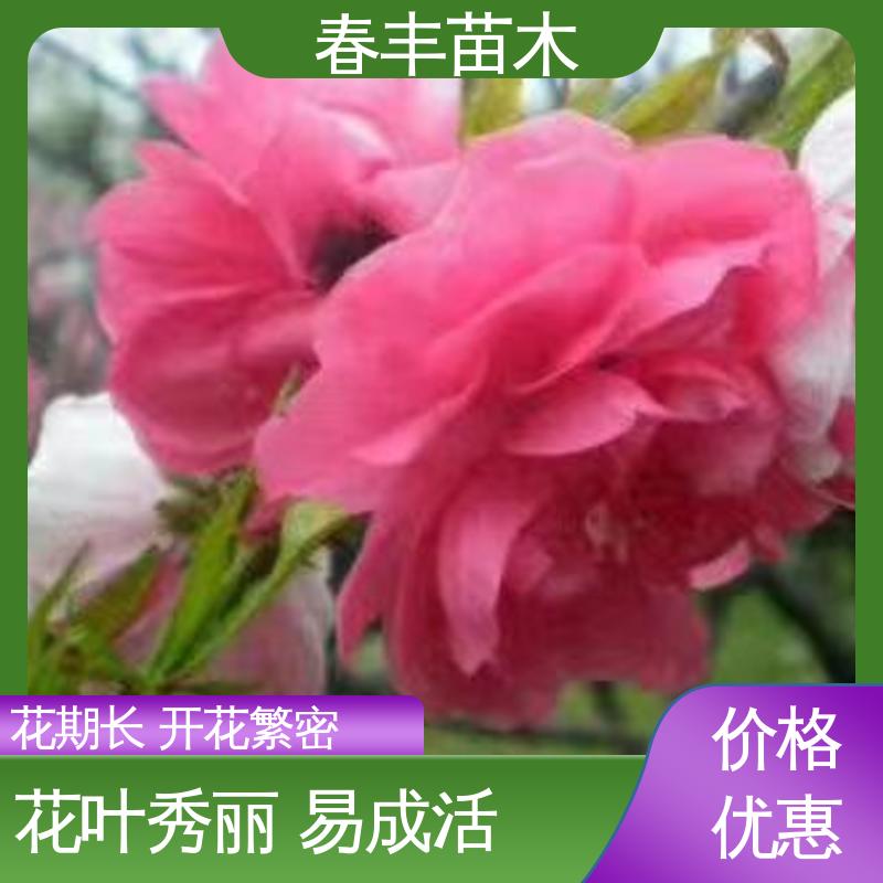 春丰苗木 白花碧桃 绿化工程行道树 花色艳丽动人