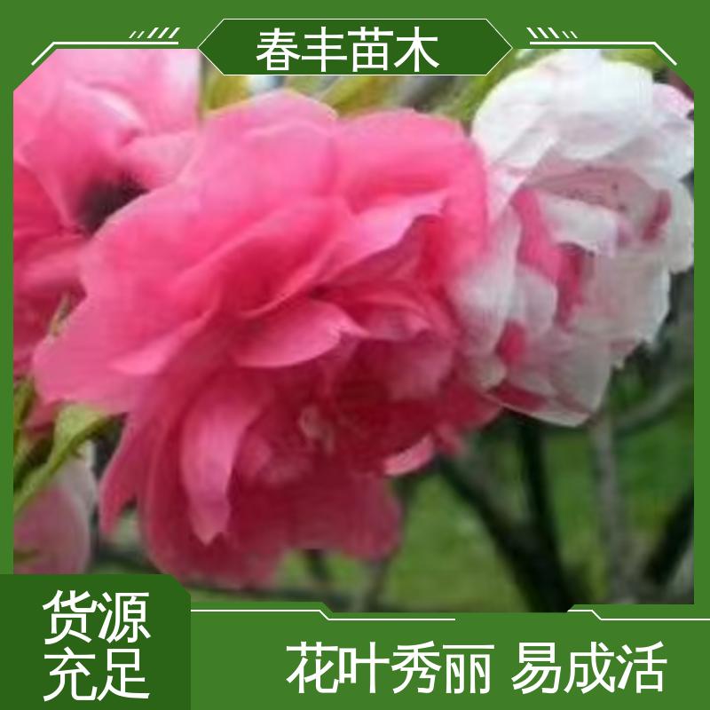 春丰苗木 帚桃 庭院小区绿化造景树 重花叠瓣 效果佳